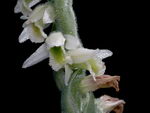 Spiranthes Spiralis